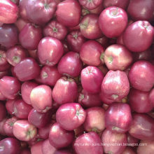 New Crop Chinese Fresh Red Huaniu Apple